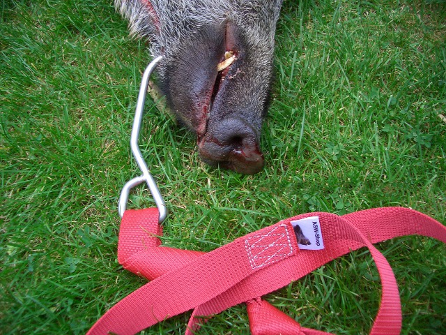 ASW Artikel Wildbergehilfe Keiler mind. 500 kg